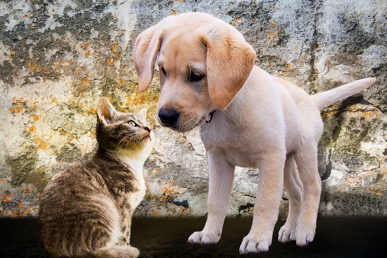 강아지 사료 고양이