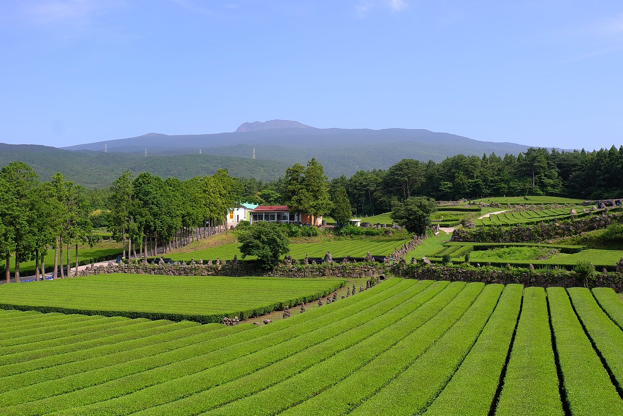 블랙스톤 제주